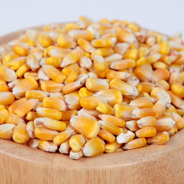 Yellow and White corn for Sale 