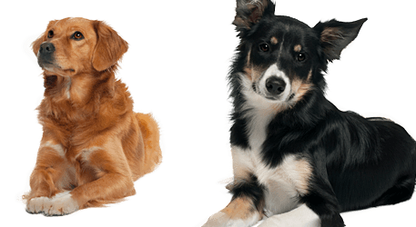 Dog training services