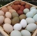 Fresh Chicken Brown Eggs, White Eggs