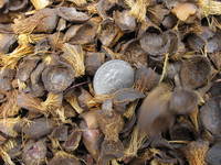 pks palm kernel shell