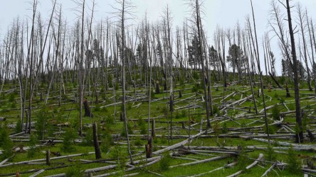 Planting of trees and shrubs