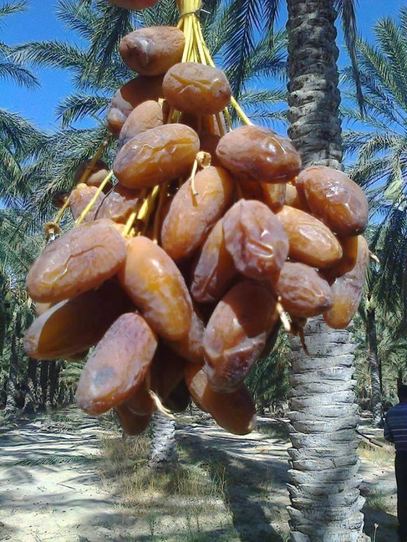 Branched Natural deglet nour dates