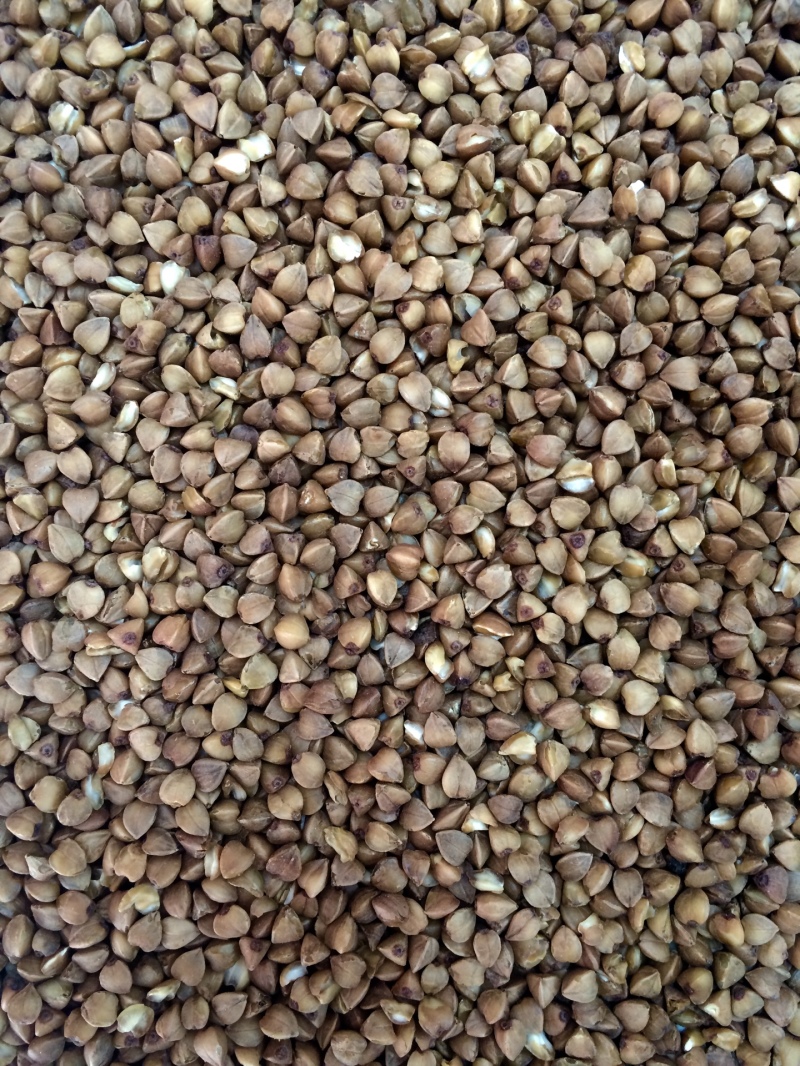 Buckwheat 2015