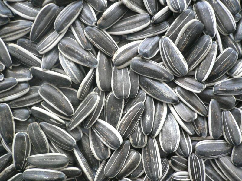 sun flower seeds