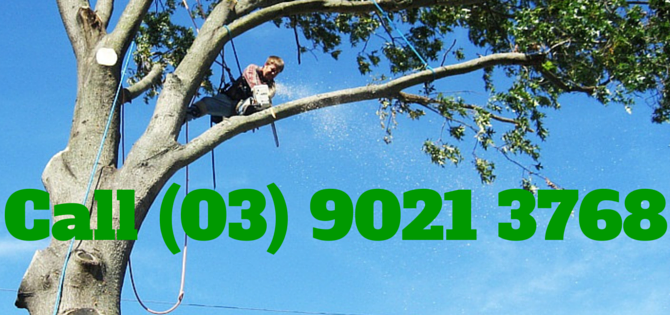 Tree-maintenance services