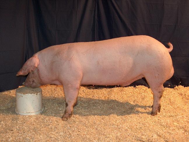 Swine Genetic Products