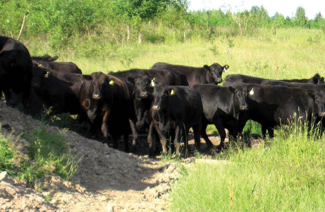 ამაღლება სხვა პირუტყვი და buffaloes