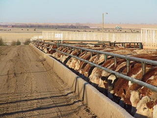 Feedlot Solutions