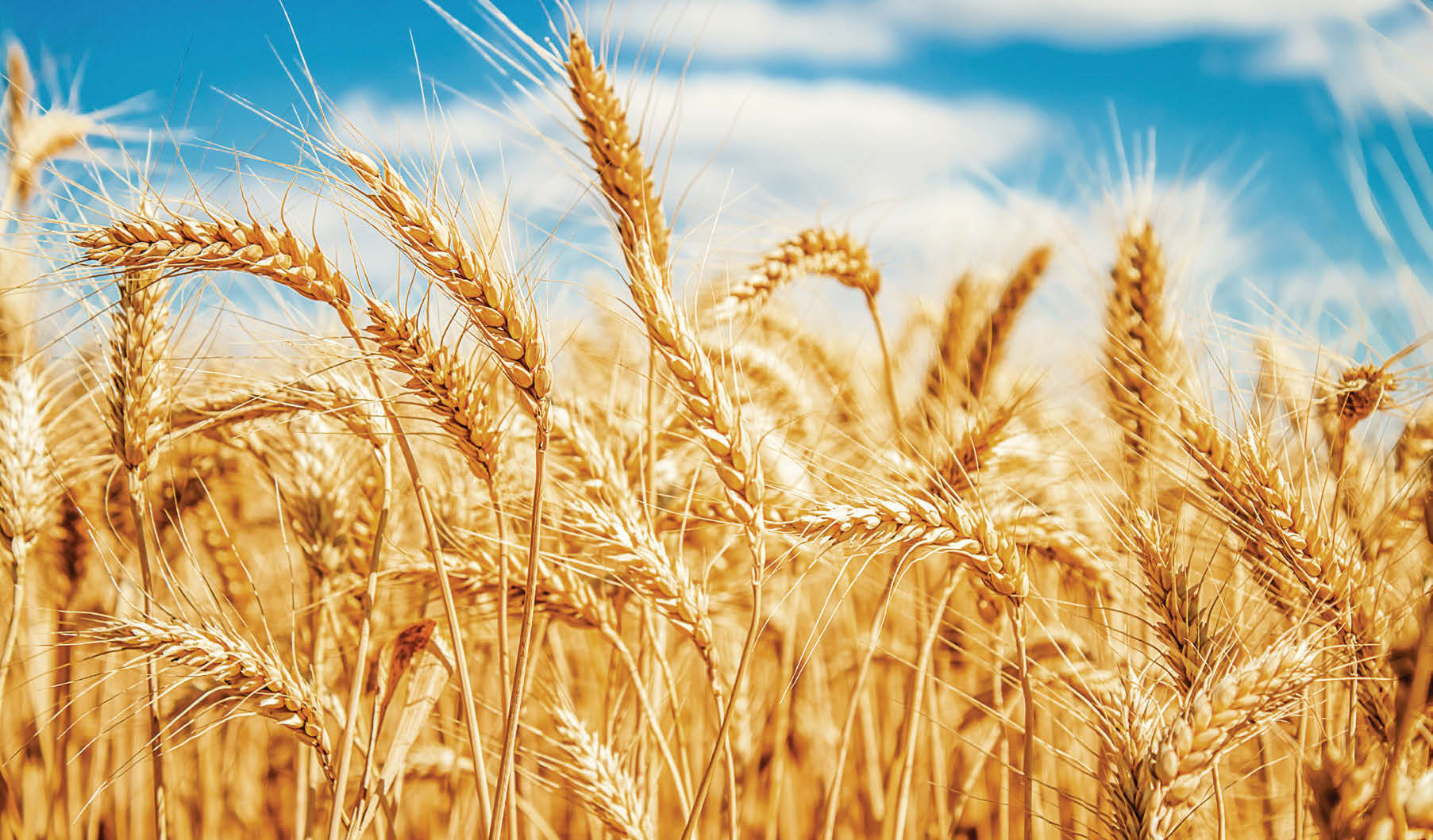 Grains, harvesting 