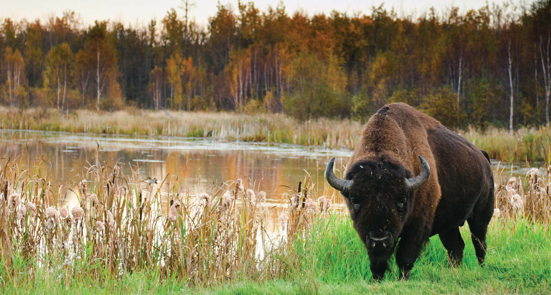 Bison meat