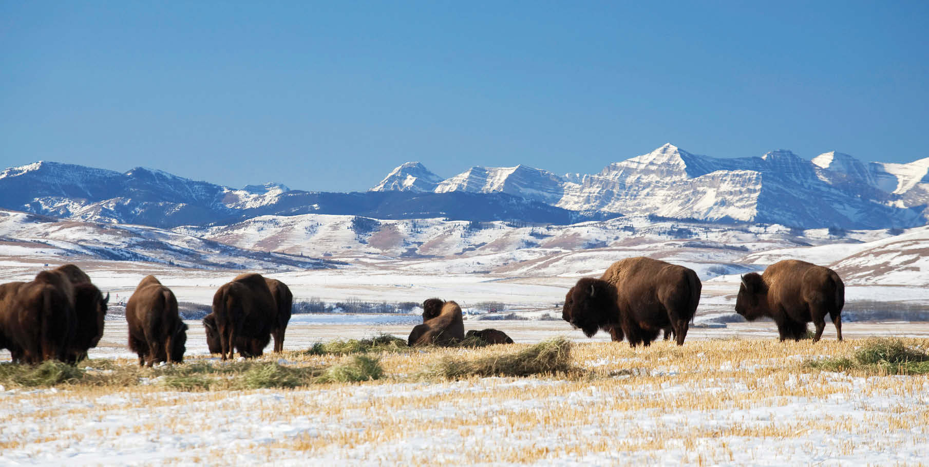 Bison farming