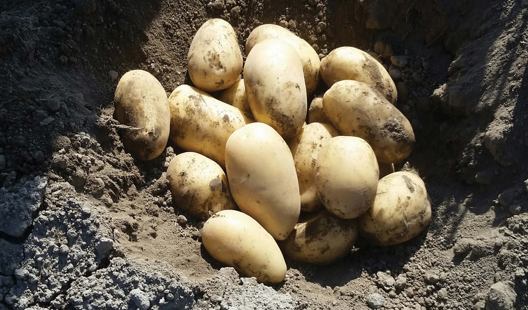 Fresh potatoes