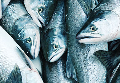 Makean jäädytetty kala ja kalat ja äyriäiset valmistajat