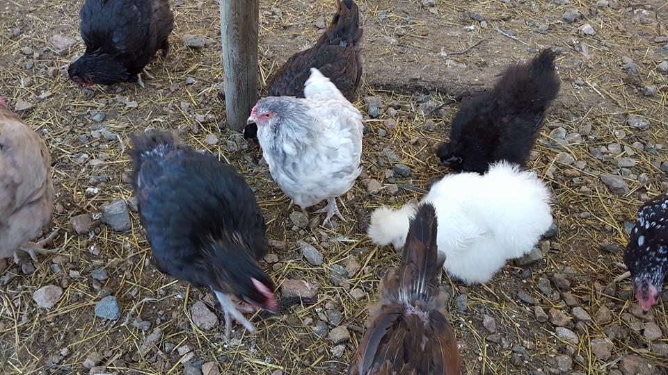 Pollos y gallinas vivos