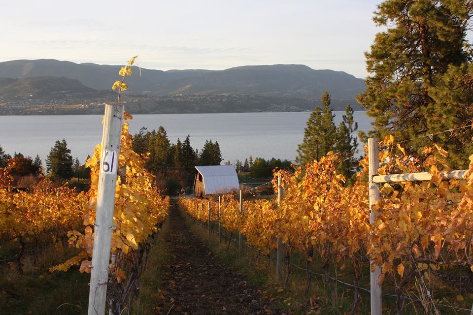 framställning av mousserande vin