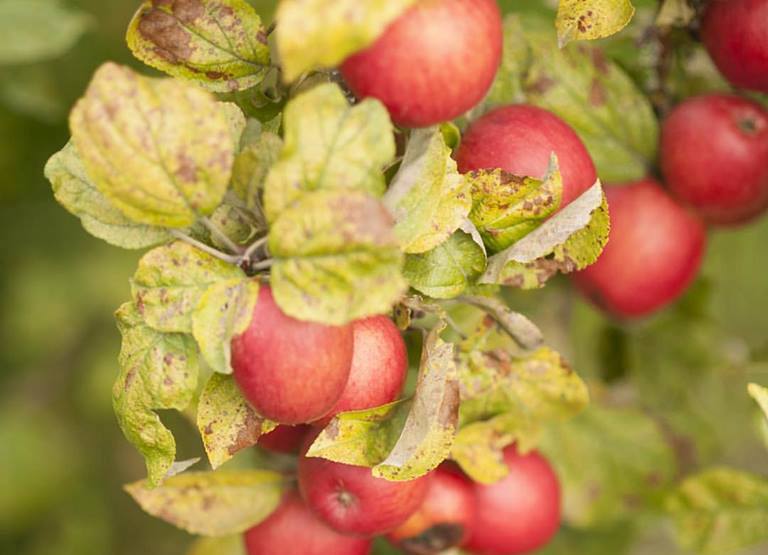 Sea Cider Farm & Ciderhouse has also become one of the top agr-tourism attractions in Victoria and Vancouver Island.