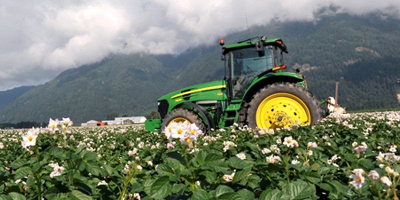 Vegetables, harvesting 