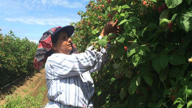 RASPBERRY INDUSTRY DEVELOPMENT COUNCIL