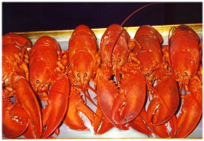 Lobsters