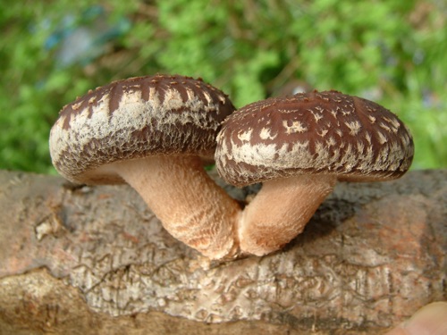 Shiitake Mushroom Extract