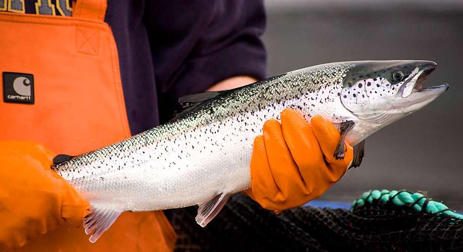 Farm-raised Atlantic salmon