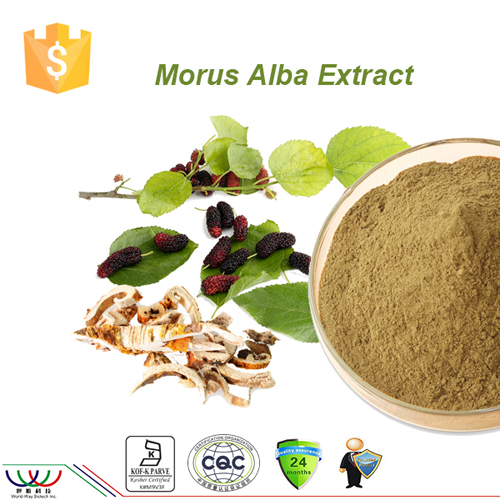  Pure natural DNJ morus alba extract