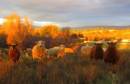 Karitsat, feedlot