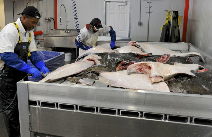 Ikan dan makanan laut segar-beku, pengeluar