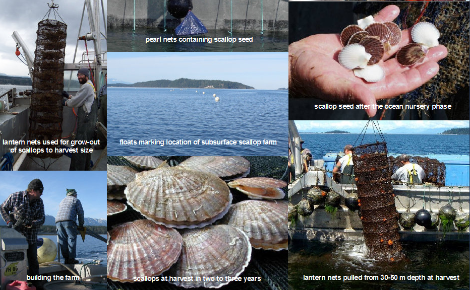 About Scallop Farming 