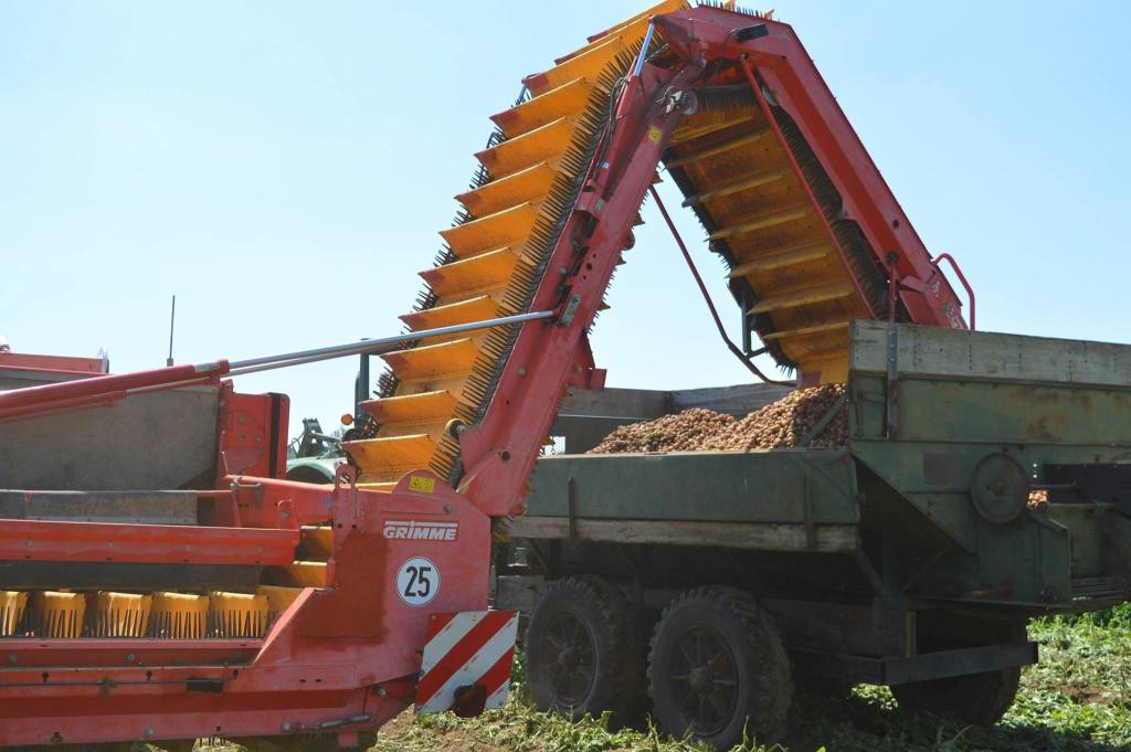 Potatoes, harvesting 