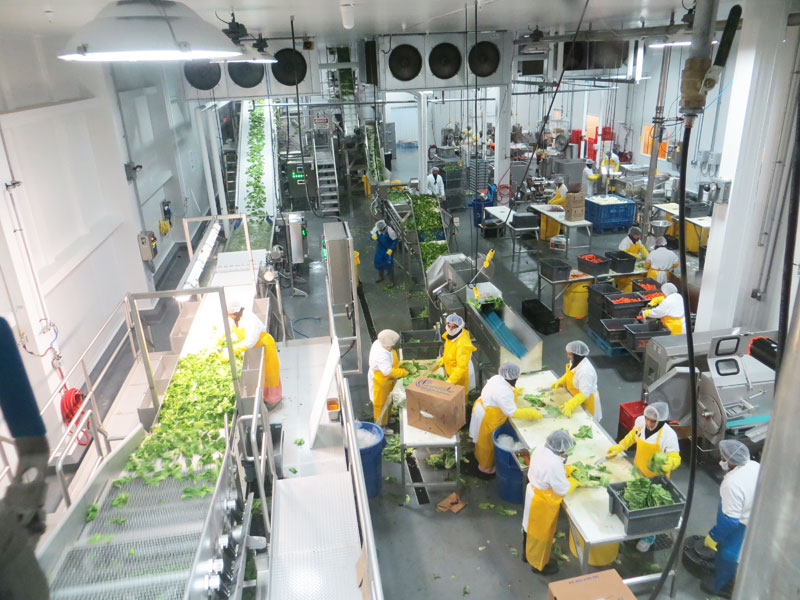 Vegetable processing and preserving services