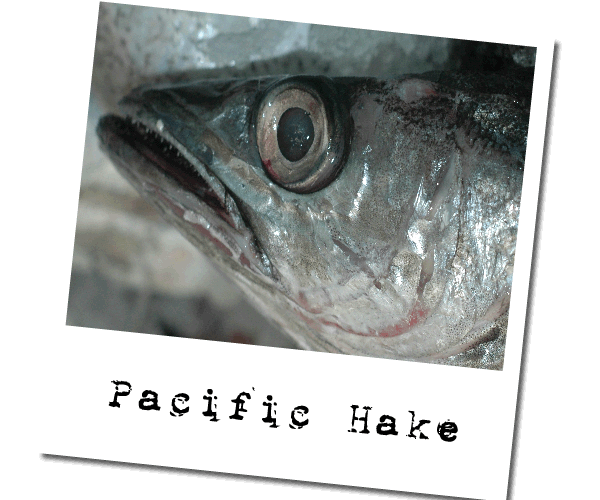 Pacific Hake/Pacific Whiting (Meluccius productus)