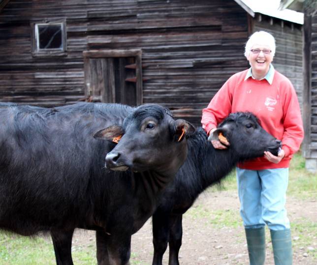 Raising of water buffaloes