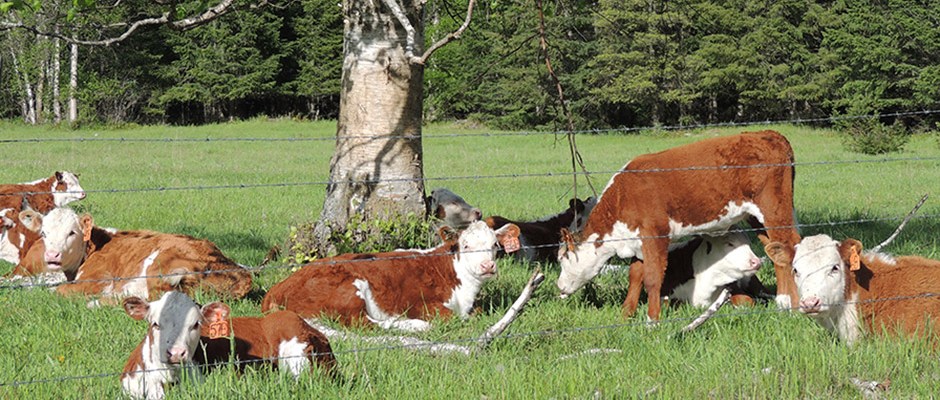 ECHO VALLEY FARMS