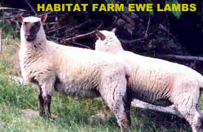 Habitat Farm Raises Clun Forest Sheep