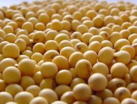 soybean