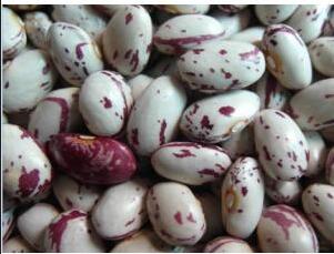 light speckled kidney bean