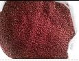 red broom millet