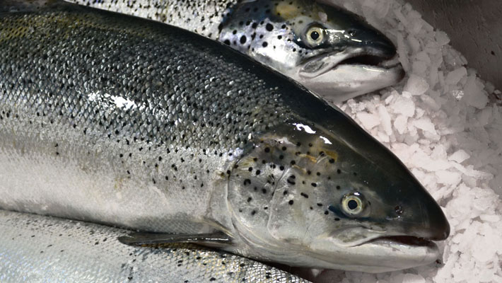 Our farmed Atlantic salmon is grown in the cold, clean waters of British Columbia 