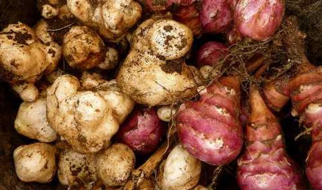 Jerusalem artichokes