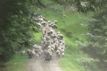 Sheep raising, farms