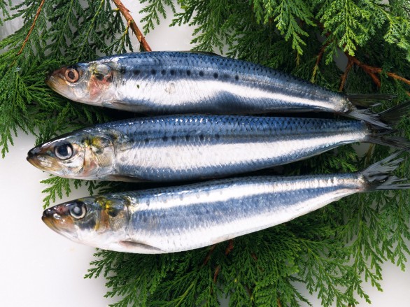 Herring