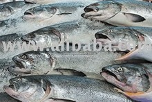 Salmon, fresh or chilled