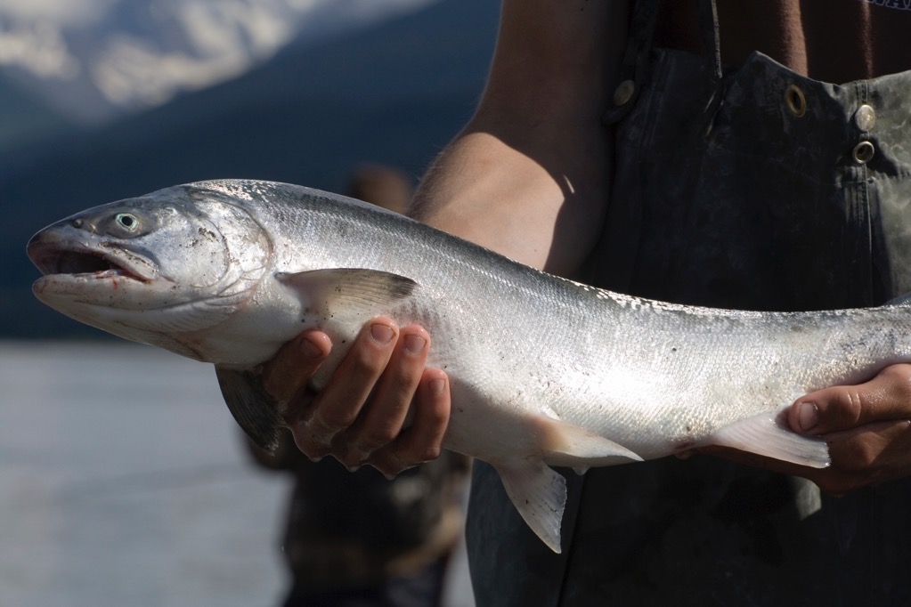 Sockeye Salmon