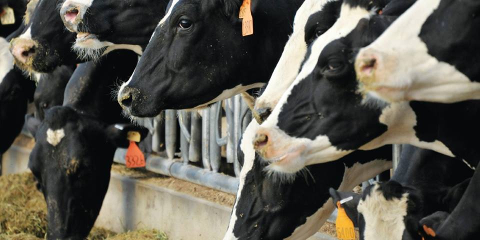 Aliments pour l'élevage