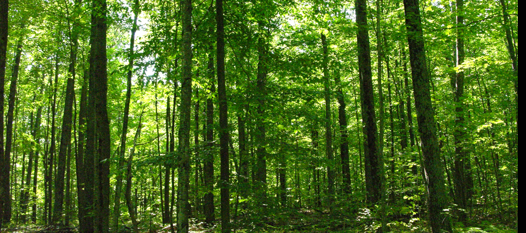 ALGONQUIN FORESTRY LTD.