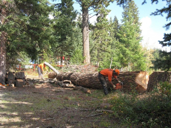Tree-cutting serbisyo