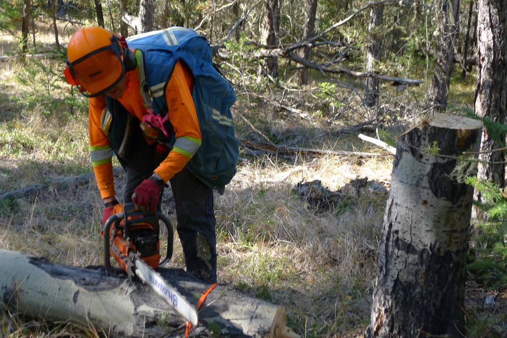 Tree-maintenance services