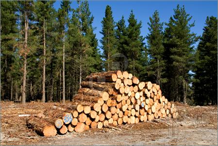 Logging services