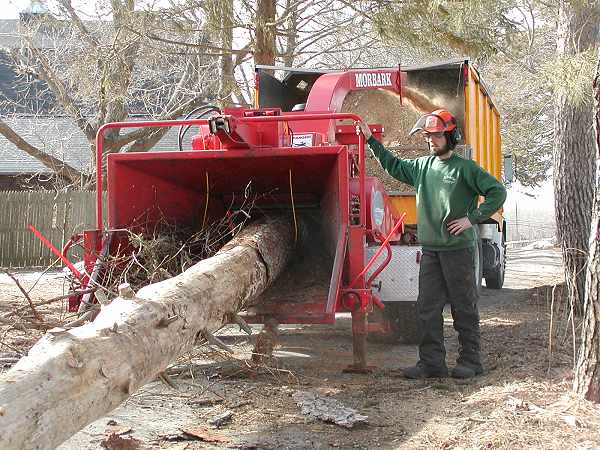 tree remova